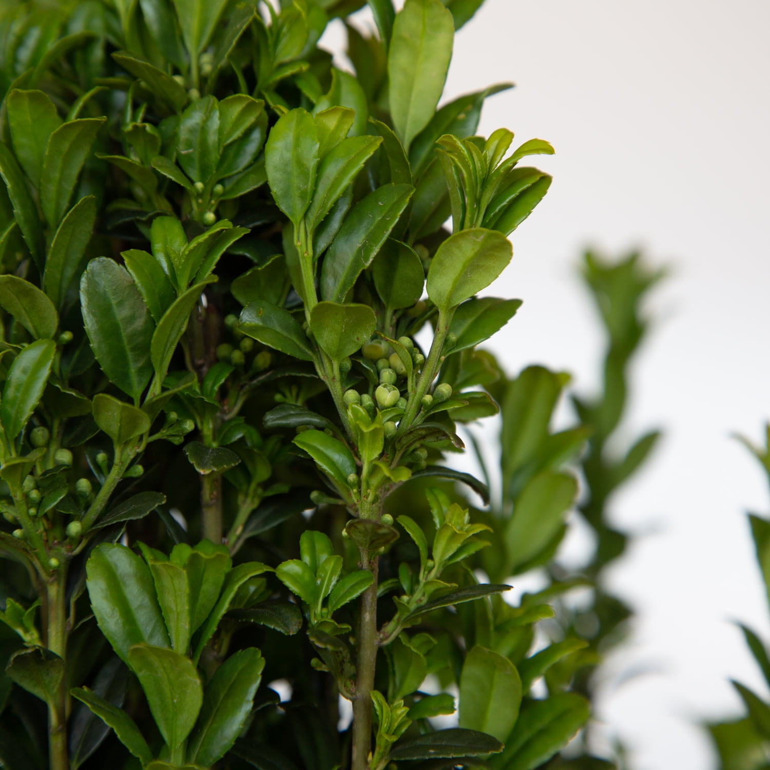 Expert Gardener Sky Pencil Holly (2.5 Quart) Narrow and Upright Evergreen Shrub - Full Sun Live Outdoor Plant