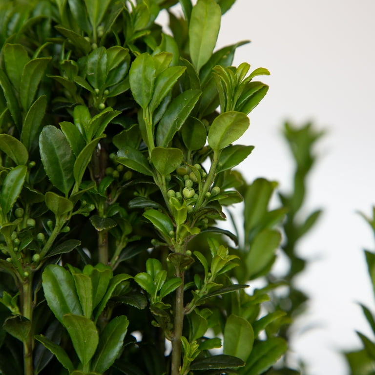HOLLY National Plant Network 2.25 gal. Potted Holly Dwarf Yaupon
