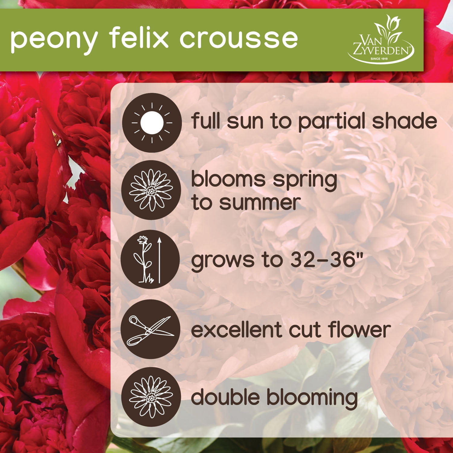 Expert Gardener Peony Felix Crousse Dormant Bare Root Red Perennial, 1 Count