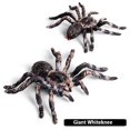 thumbnail image 3 of Ksopiavobs Realistic Animal Figures - Spider Action Model Lifelike Insect Toy Figures - Educational Learning Toys Birthday Set for Boys Girls Kids Toddlers (Giant Whiteknee), 3 of 7