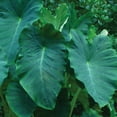 Van Zyverden Elephant Ear Jumbo Dormant Bulb Partial Sun; 36hrs Green