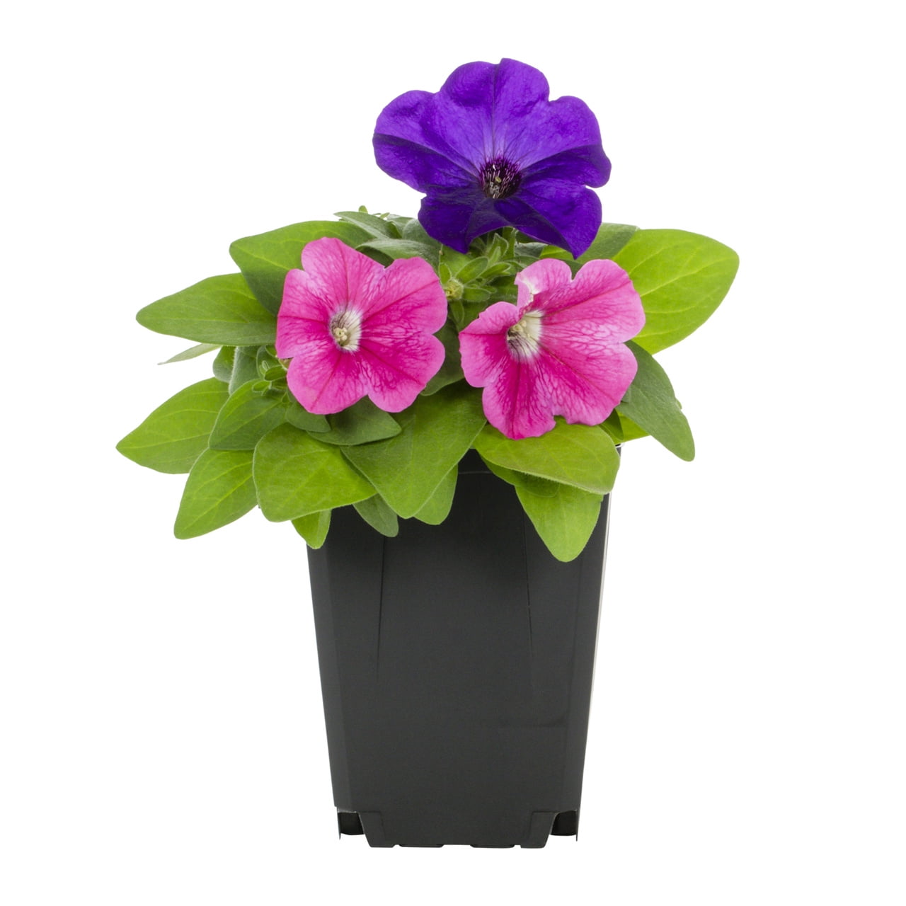 Expert Gardener 1PT Multicolor Petunia Live Annual Plant Sun 6-Pack