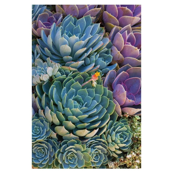 Masterpiece Art Gallery Succulent Gemstones IV By Robin Constable Hanson Canvas Art Print 24" x 36"