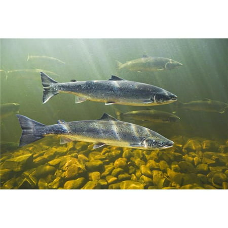 Design Pics  Atlantic Salmon Adults Migrate From Salt Water of North Atlantic Ocean Upstream Through Freshwater of Their Natal River To Reach Spawning Grounds Exploits River Newfoundland