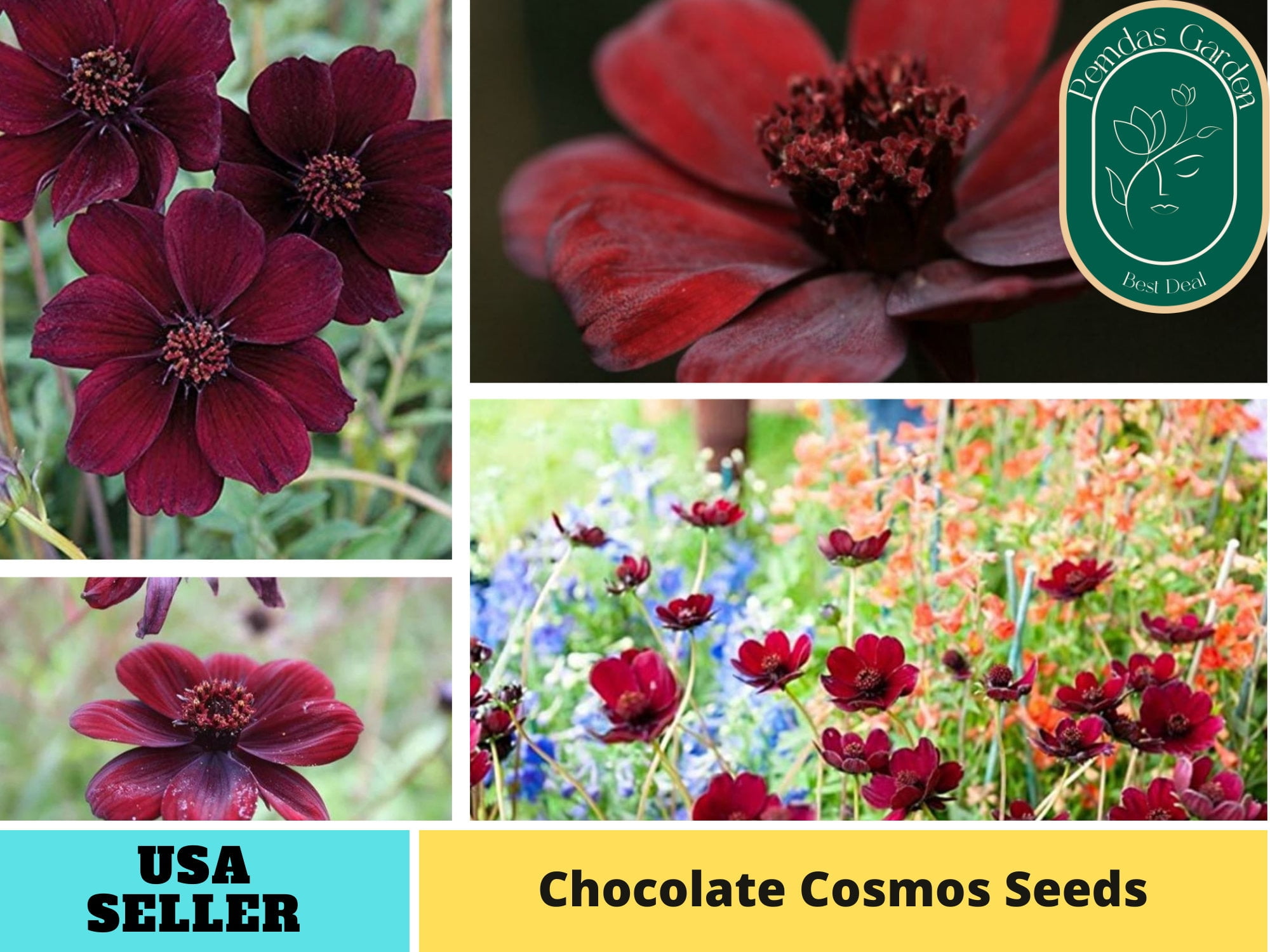 50+ Seeds Futaba Rare Chocolate Cosmos Seeds Authentic Seeds GMO