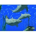 thumbnail image 2 of Dolphins under Water Wall Mural Decal by Wallmonkeys Vinyl Peel and Stick Graphic (24 in W x 18 in H), 2 of 4