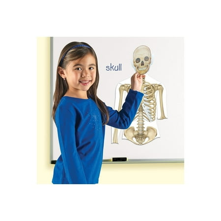 Learning Resources Magnetic Human Body, Skeletal System and Muscular Systyem