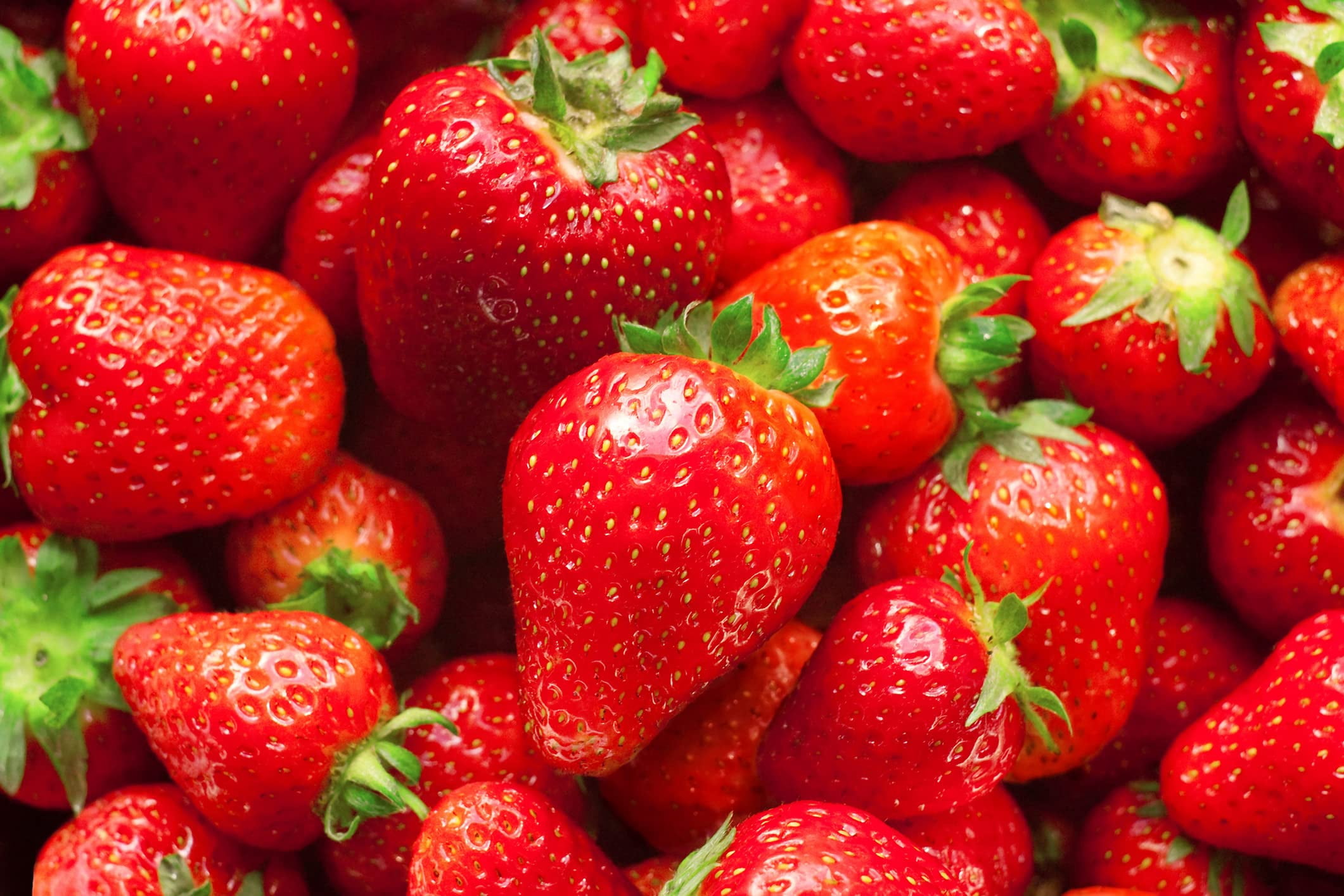 Albion Everbearing Strawberry Plants - Fruit Very Firm, Sweet, High Yields (30 Plants) Can Not Ship to California.