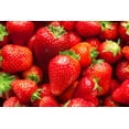 thumbnail image 3 of Albion Everbearing Strawberry Plants - Fruit Very Firm, Sweet, High Yields (30 Plants) Can Not Ship to California., 3 of 4