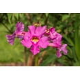 thumbnail image 4 of 10 Cheron PINK HARDY GLOXINIA Incarvillea Delavayi Flower Seeds, 4 of 9
