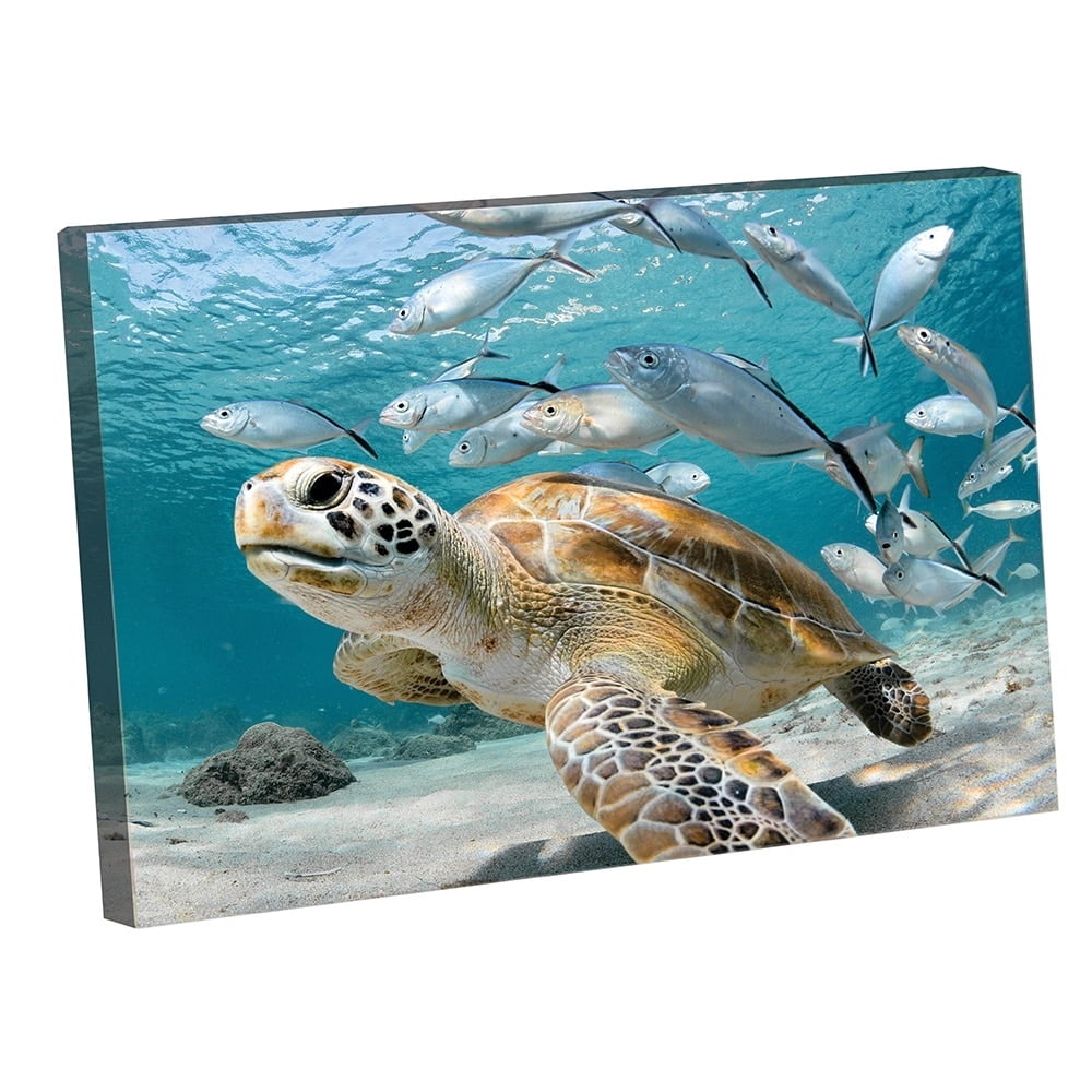 Under the Sea Animals-14"x14" Canvas Artwork - Multi-Color 16 x 20