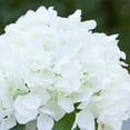 thumbnail image 3 of Enova Home Artificial Silk Hydrangea Flowers Arrangement in Cube Glass Vase With Faux Water For Home Office Decoration (Cream), 3 of 4
