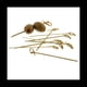 thumbnail image 4 of Paquete de 1000 Selecciones de Cóctel de Bambú Palillos de Cóctel Brochetas de Bambú Palillos de Dientes para Aperitivos 4 Pulgadas, 4 of 5