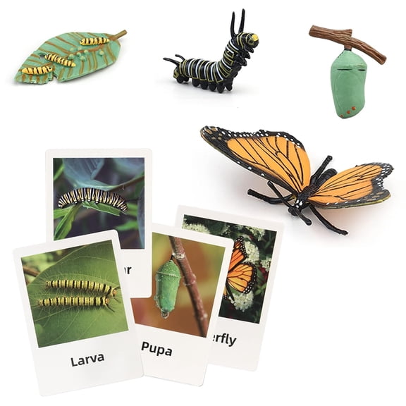 Montessori Life Cycle Animal Figures with Flash Cards, Plastic Insects Monarch Butterfly Kit Caterpillar Toy for Kids, Realistic Animal Figurines (Butterfly)