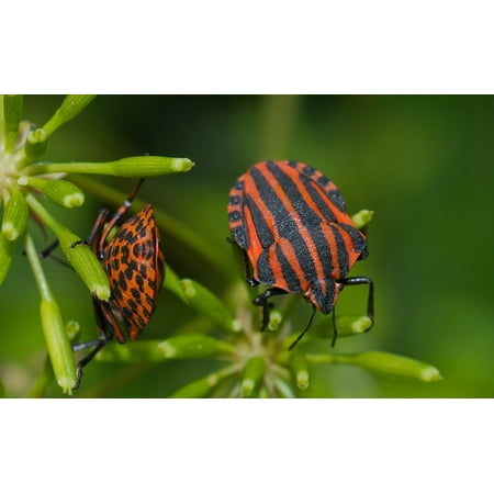 - Peel-n-Stick Poster of Nature Bug Macro Strip Bug Beetle Insect Striped Poster 24x16 Adhesive Sticker Poster Print