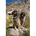 thumbnail image 2 of Muench, Zandria 11x14 White Modern Wood Framed Museum Art Print Titled - Leonbergers enjoying the high desert, 2 of 4