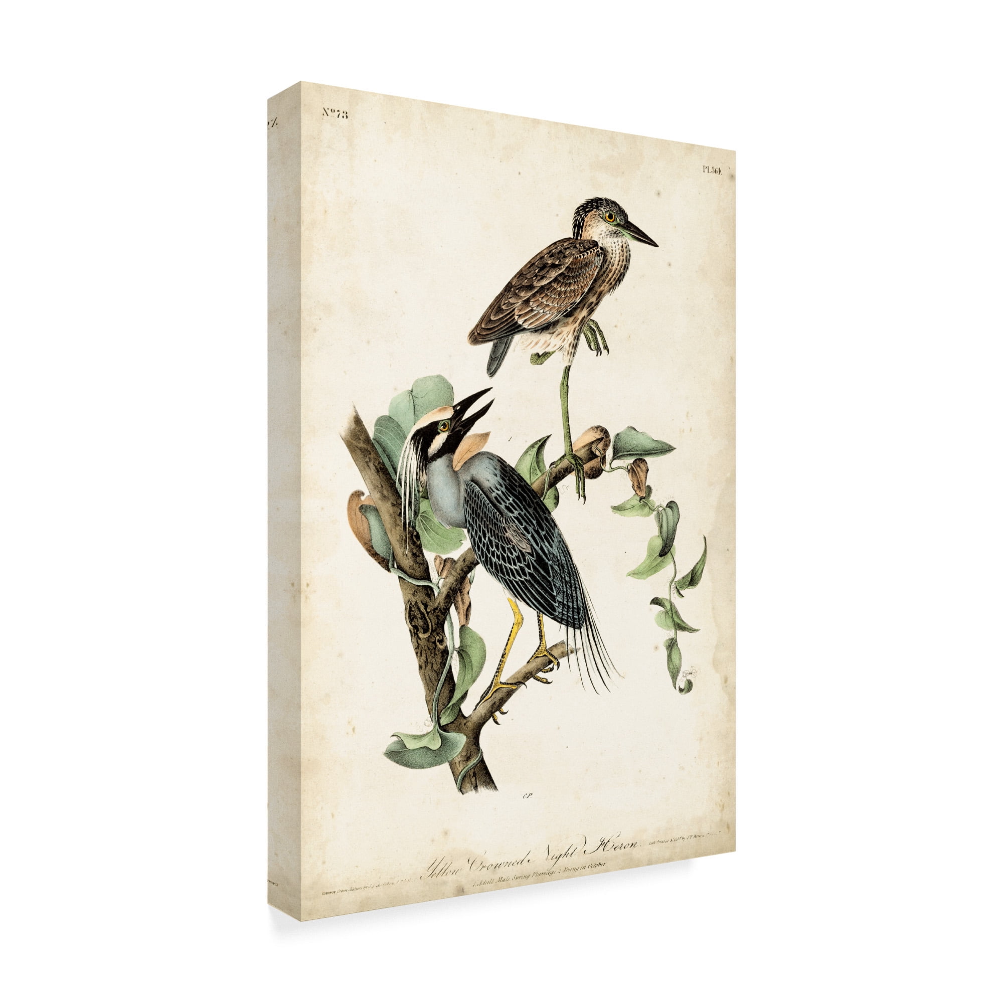 Trademark Fine Art 'Night Heron' Canvas Art by John James Audubon