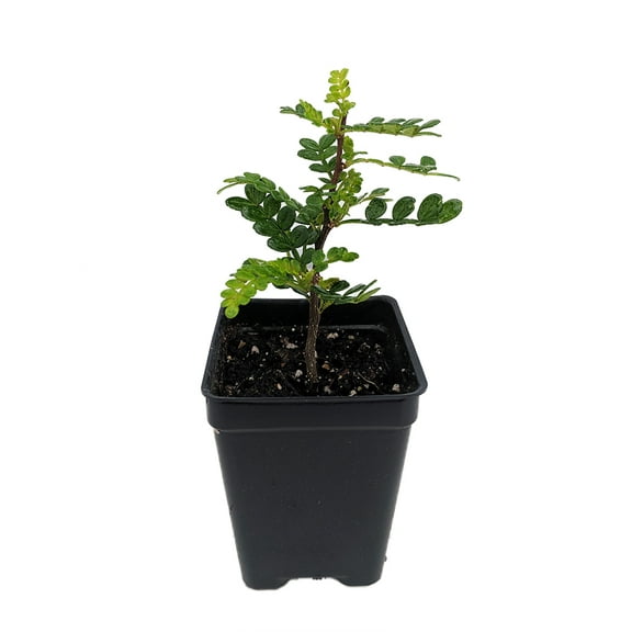 Edible Yellowwood / Pepper Tree Plant - 2.5" Pot - Terrarium/Fairy Garden/House Plant