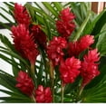 thumbnail image 6 of Red Ginger Plant Root Live Plants, 1 Count, Partial Shade, 6 of 6