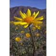 thumbnail image 2 of Talbot Frank, Christopher 13x18 White Modern Wood Framed Museum Art Print Titled - California, Anza-Borrego Desert Sunflowers, 2 of 4