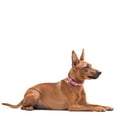 thumbnail image 5 of COLLAR America | WAUDOG Classic | Leather Dog Collar in Pink, 5 of 7