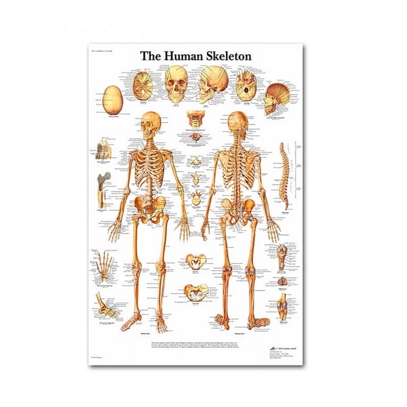 Science Wall Art Muscle System Human Anatomy Diagram Medical Education Supplies HD Oil On Canvas Posters And Prints Home DecorDimensions: 50*70 cm, unframed.,78