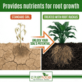 thumbnail image 3 of GS Plant Foods Organic Root Ruckus Compost Fertilizer, Turbo Charged for Plants with Humic Acid and Sea Kelp, Improves Soil, Foliar Spray, Water-Soluble, OMRI Certified, Concentrated, 1 Gallon, 3 of 9