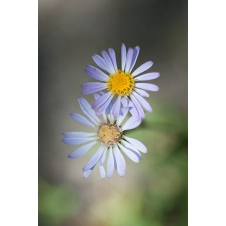 Canvas Print Purple Aster Shallow Depth of Field Flower Stretched Canvas 10 x (Best Depth Of Field App)