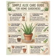 thumbnail image 3 of One Gallon Organic Aloe Vera Live Plant  20+ inches tall, 3 of 6