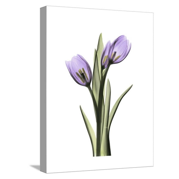 Art.com Purple Tulip Portrait 2 Stretched Canvas Print Wall Art by Albert Koetsier, 12" x 16"