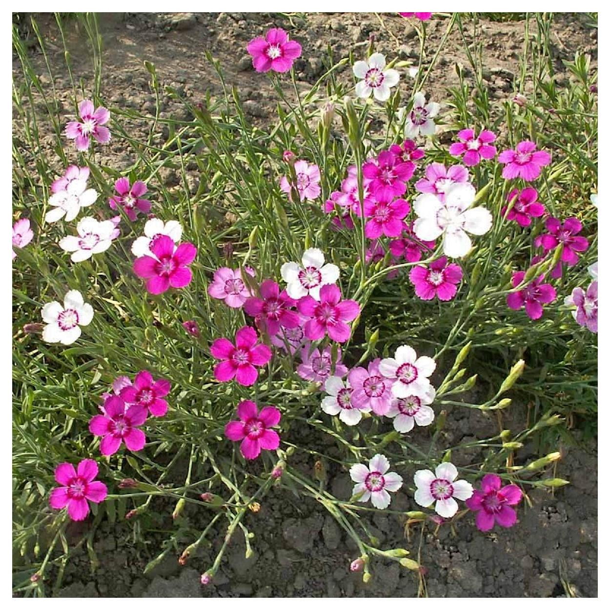 Everwilde Farms - 1/4 lb Maiden Pinks Garden Flower Seeds - Gold Vault Bulk Seed Packet
