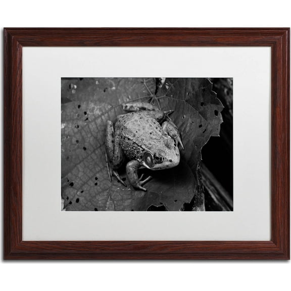 Trademark Fine Art "Northern Green Frog" Canvas Art by Jason Shaffer, White Matte, Wood Frame