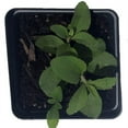 thumbnail image 3 of Stevia Live Plant, (Stevia rebaudiana) 2.5 inch Pot - Candy Leaf Sweet Leaf Sugar Leaf Sweetener Plant Live, 3 of 4