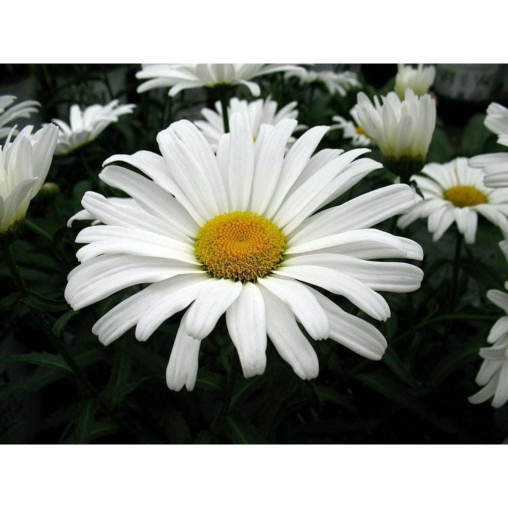 Daisy May® Shasta Daisy Leucanthemum Live Plant Poven Winners