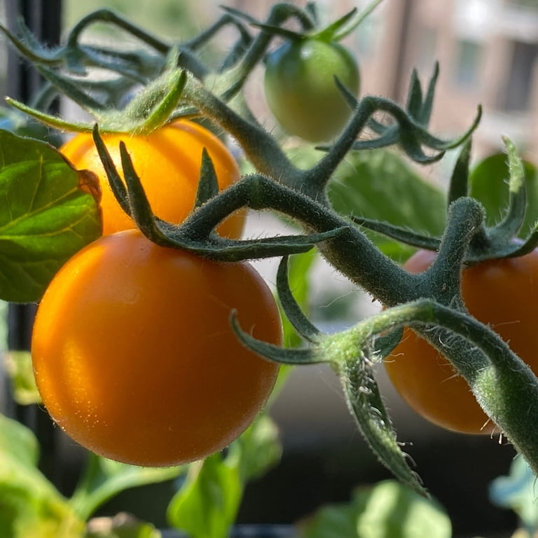 Bonnie Plants Yellow Cherry Tomato 19.3 oz. 2-Pack - Walmart.com
