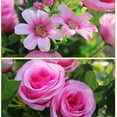 thumbnail image 4 of 10-branch Artificial Rose Bouquet Simulation Floral Decor Wedding Party Cloth Fake Flower, Purple, 4 of 7