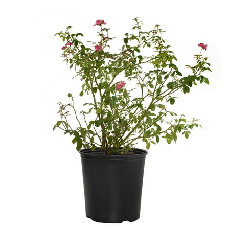1 Gallon Double Knock Out® Pink Rose