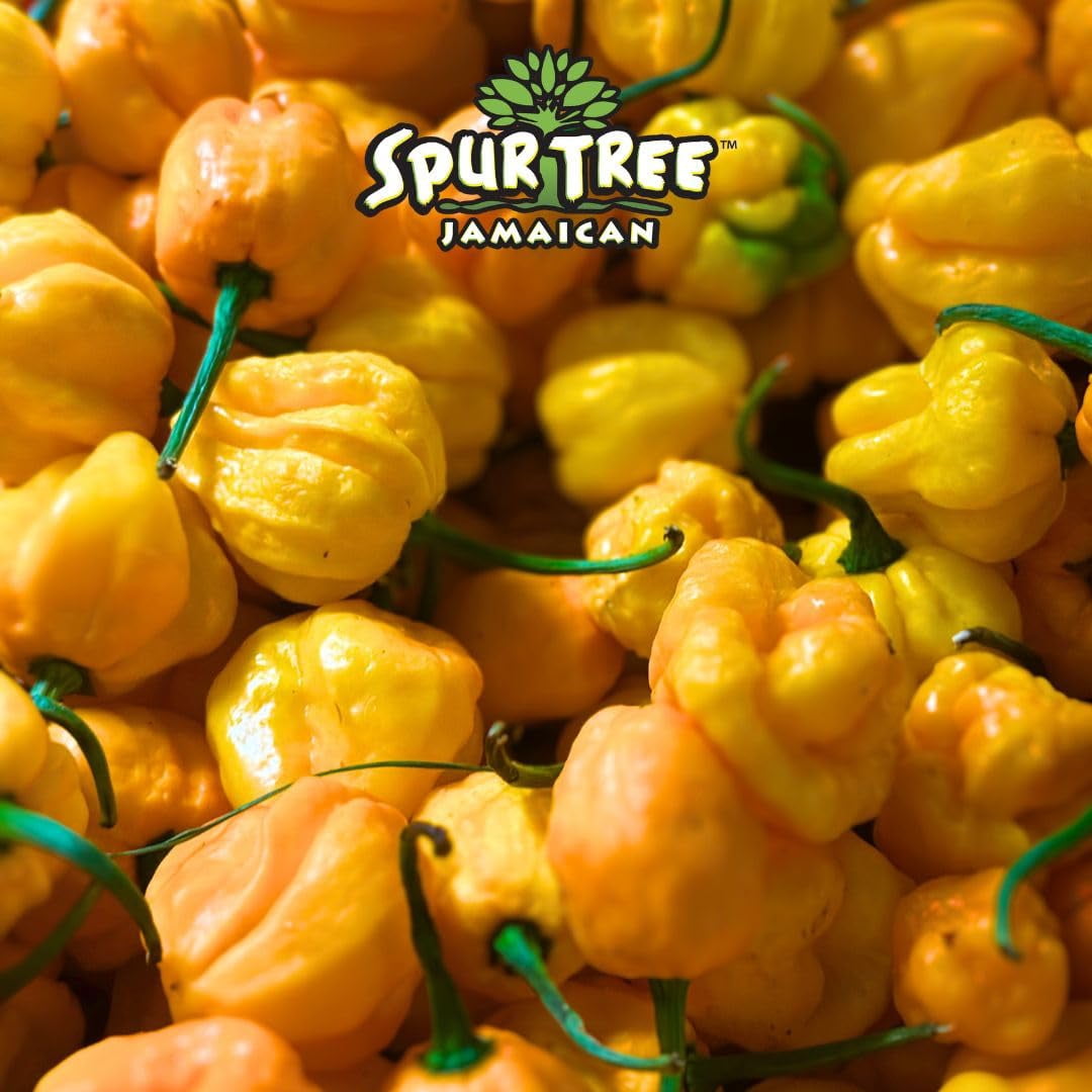 Spur Tree Jamaican Scotch .. Bonnet Pepper Sauce â€“ .. Scotch Bonnet Hot Sauce .. for an Authentic Jamaican .. Experience â€“ Scotch Bonnet .. Peppers to Spice Up .. Your Dish (5 Oz, .. 3 Pack)