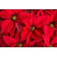 thumbnail image 3 of New Red Princettia® Poinsettia - Mini Curled Flowers - 4.5" Pot - Live Plant, 3 of 3