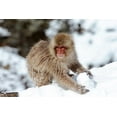 thumbnail image 2 of Goff, Ellen 32x23 White Modern Wood Framed Museum Art Print Titled - Japan-Nagano A young Japanese macaque plays with a snowball, 2 of 4