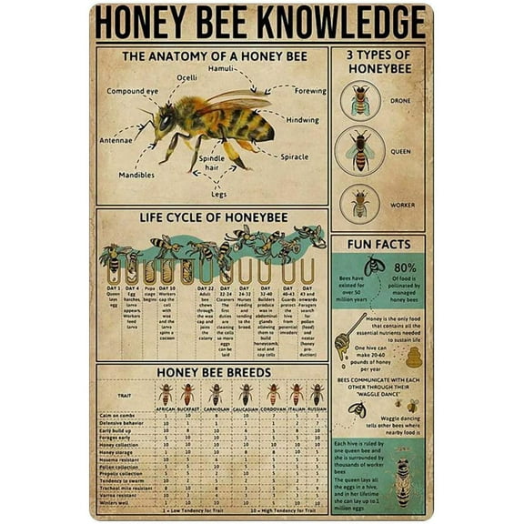 Vintage Tin Sign 12x16 Inch Honey Bee Knowledge Anatomy Cafe Metal Sign Best Gift Wall Decoration Plaque