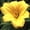Bright Yellow, variant on Expert Gardener Happy Returns Daylily (2.5 Quart) Yellow Blooming Perennial - Full Sun Live Outdoor Plant