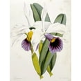 thumbnail image 2 of Curtis, William 19x24 White Modern Wood Framed Museum Art Print Titled - Lily, 2 of 4