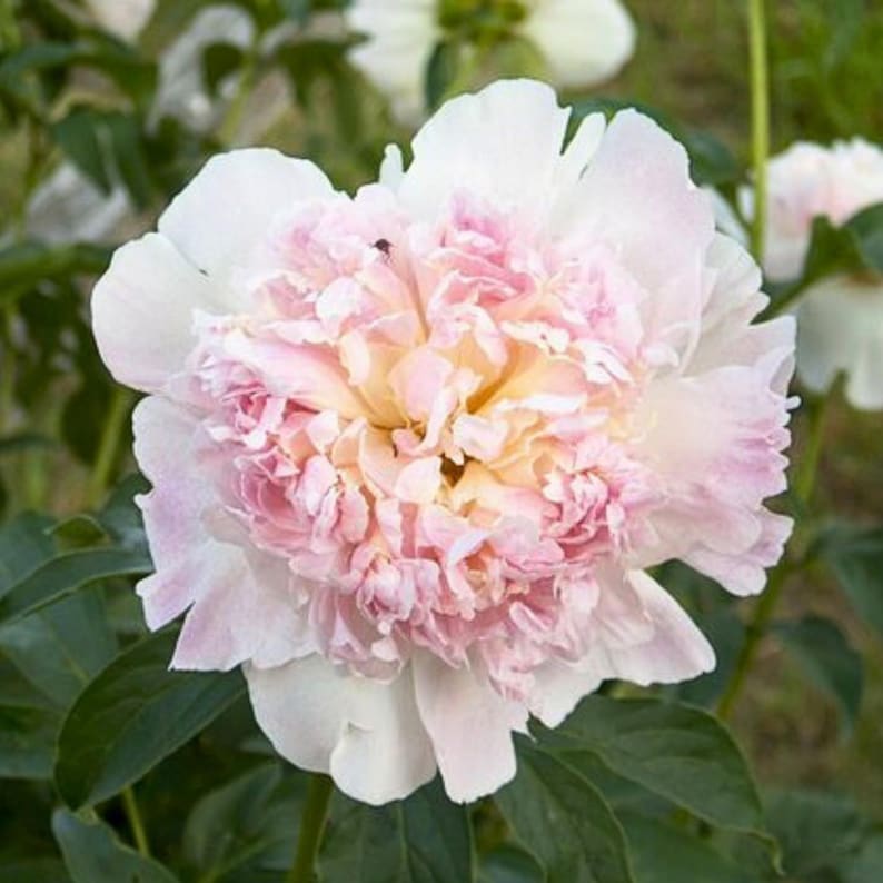 10 Seeds Raspberry Sundae Peony Seeds Paeonia Butterflies Open-Pollinated Heirloom for Gardens