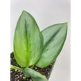 thumbnail image 5 of Bumble Plants Scindapsus Treubii Moonlight - Full Live Colorful Houseplant in Nursery Pot, Easy Care, Indoor Plant for Beginners, 5 of 5