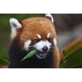 thumbnail image 2 of Red Panda or shining cat is a small arboreal mammal and the only species of the genus Ailurus; Guangdong China, 2 of 2
