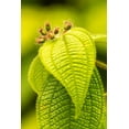 thumbnail image 2 of Jaynes Gallery 13x18 Gold Ornate Wood Framed with Double Matting Museum Art Print Titled - Caribbean-Trinidad-Asa Wright Nature Center Leaves and leaf buds, 2 of 4