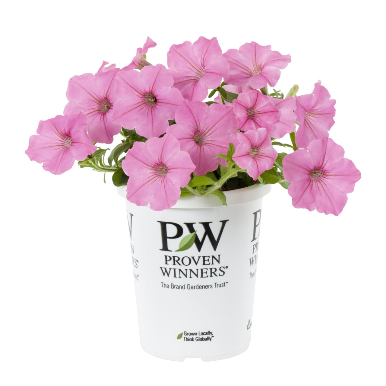 Proven Winners 1.5PT Pink Petunia Live Annual Plant Sun 5-Pack