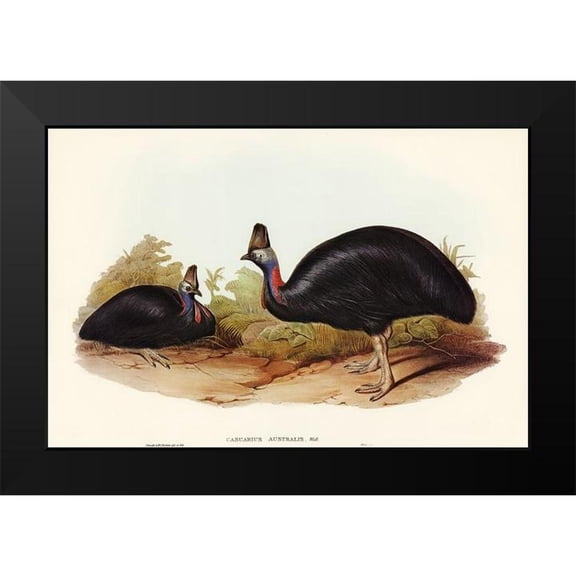 Gould, John 14x11 Black Modern Framed Museum Art Print Titled - Australian Cassowary-Casuarius australis