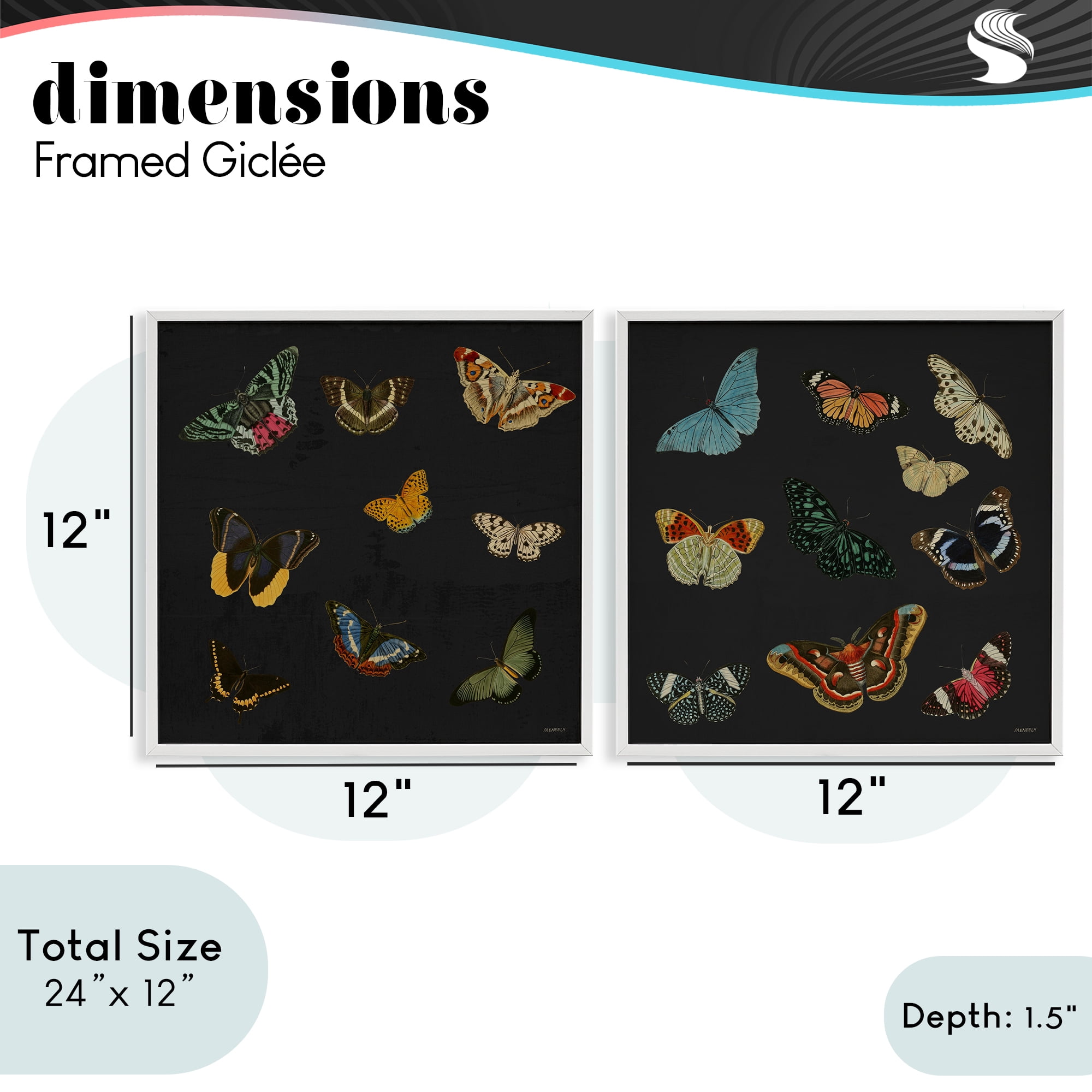 Stupell Industries Entomology Collection on Black 2 Piece White Framed Giclee Art Set, design by Dan Meneely
